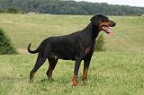 DOBERMANN 1110